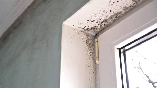 Mold Testing and Removal in South Floral Park, NY