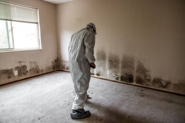 Professional Mold Removal in South Floral Park, NY