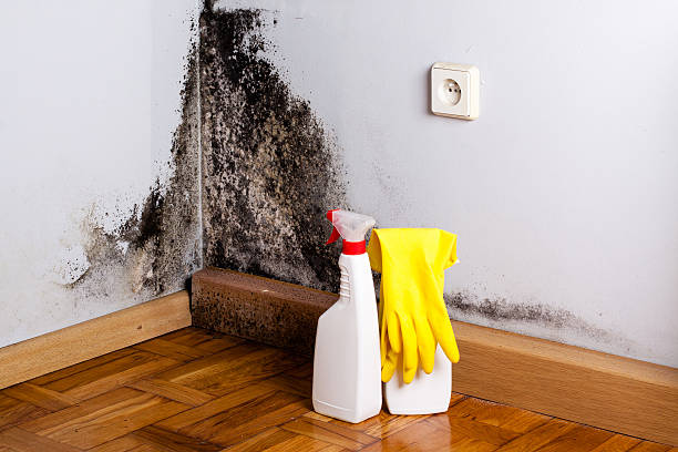 Best Toxic Mold Removal  in South Floral Park, NY