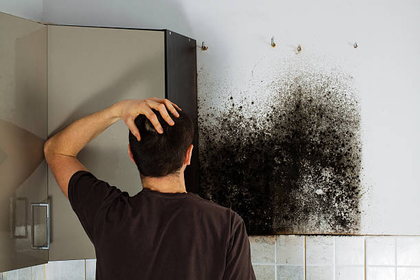 Mold Removal and Inspection in South Floral Park, NY