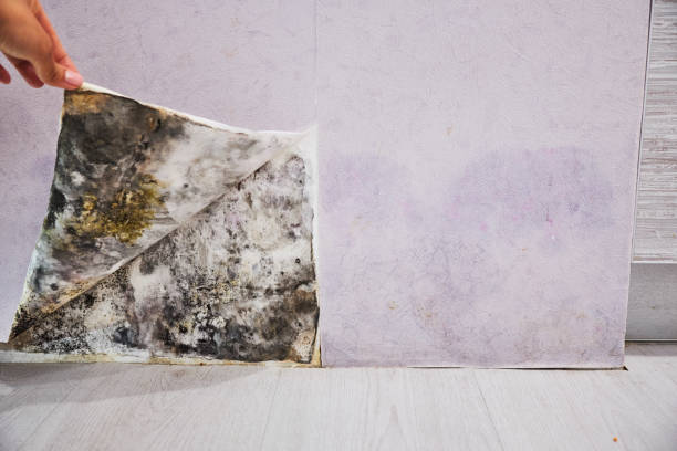 Best Fast Mold Removal  in South Floral Park, NY
